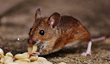 24 Hour & Emergency Exterminators in Clark, MO